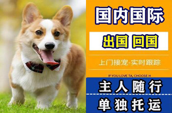 福建省宠物托运公司福建省宠物托运公司福建省宠物托运公司