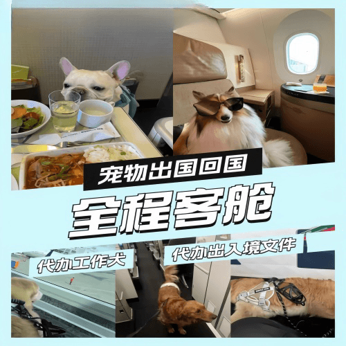 福建省宠物托运到白俄罗斯宠物入境规定和要求